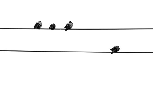 Pigeons, Animal, Hydro line