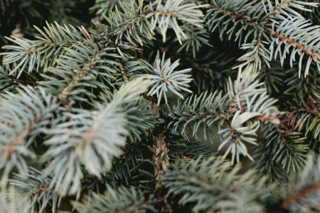 shallow focus photography of spruce tree photo