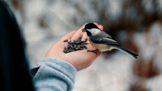 bird perching on person's right hand while eating nuts photo