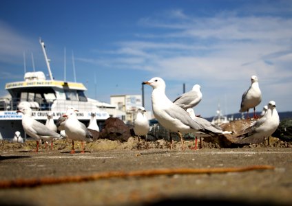 Detail, Blur, Bokeh photo