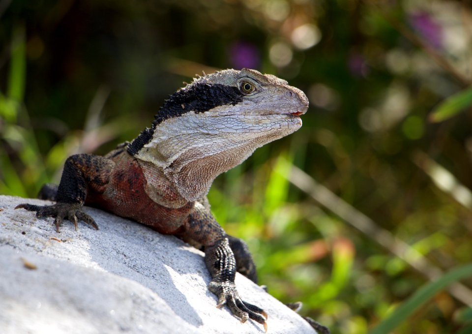 Australia, Shelly beach, Manly