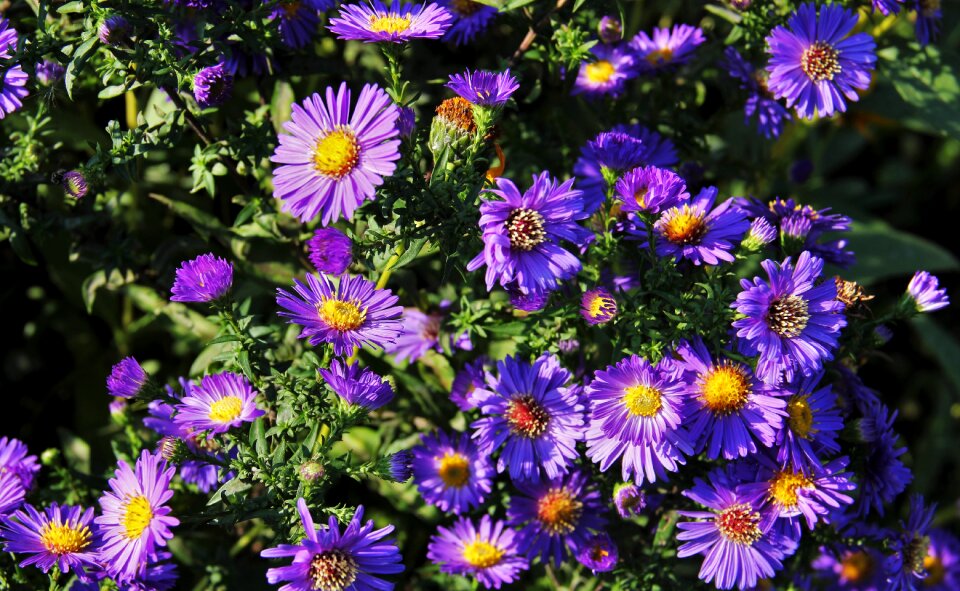 Garden flowers nature
