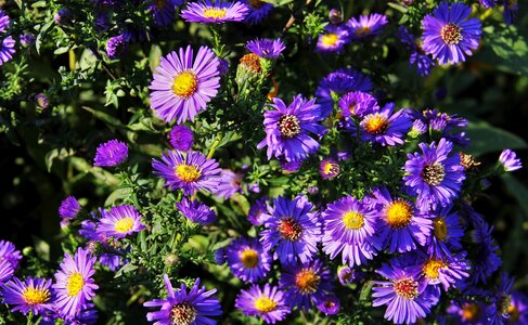 Garden flowers nature
