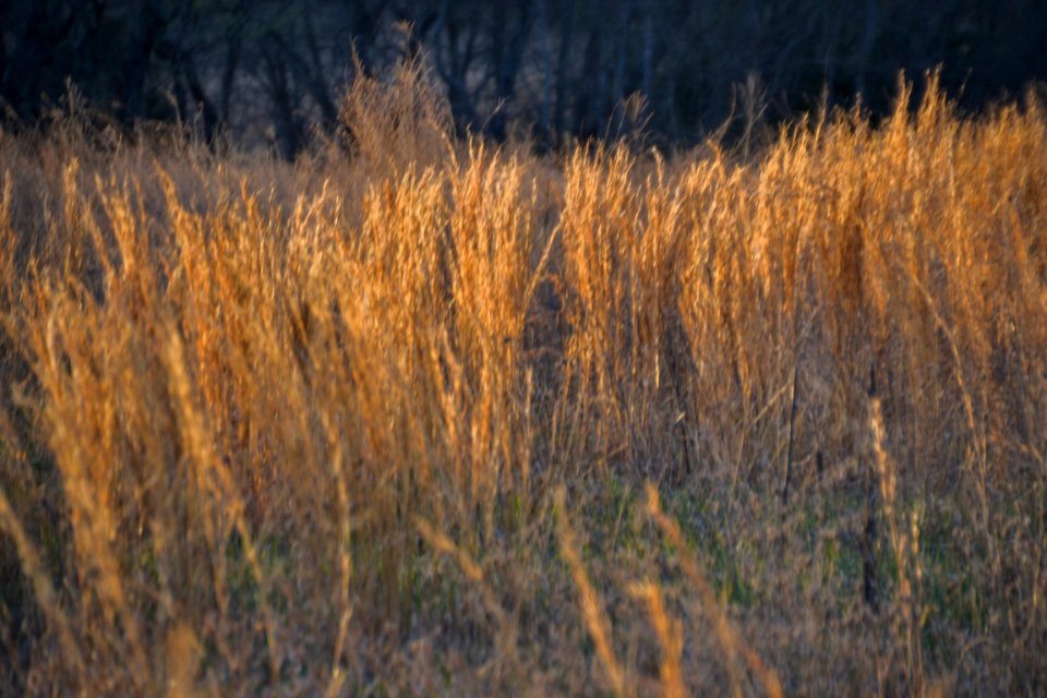 Clinton lake, United states, Nature