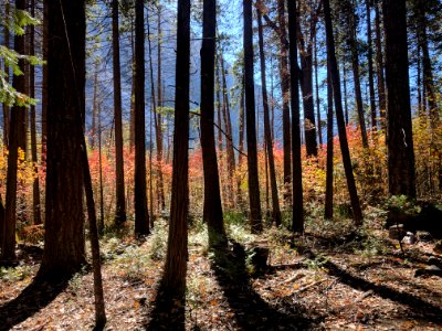 California, United states, Forest