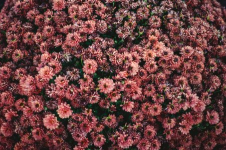 pink flowers
