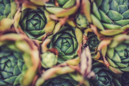 close-up photography of green succulents