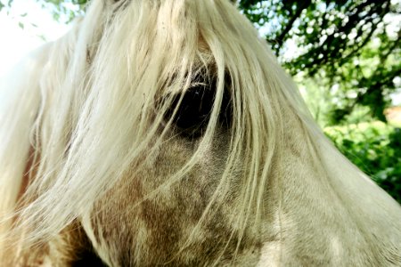 white horse head photo