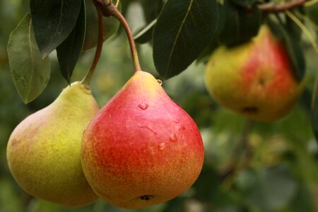 Pear fruit pears