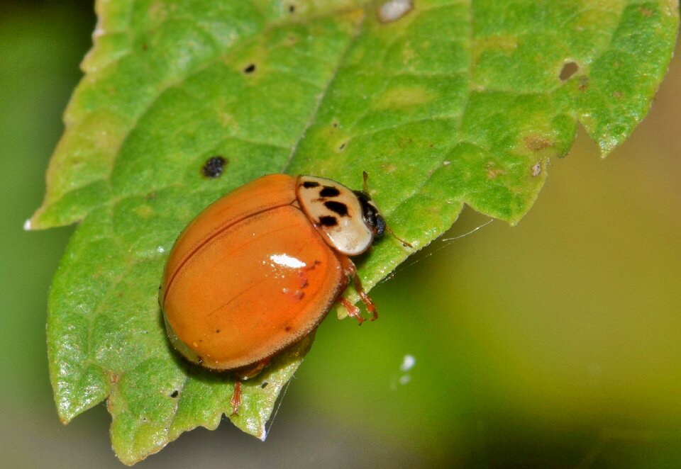Harlequin lady beetle multicolored multivariate