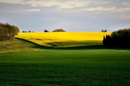 Whitchurch, Rapeseed, Countryside photo