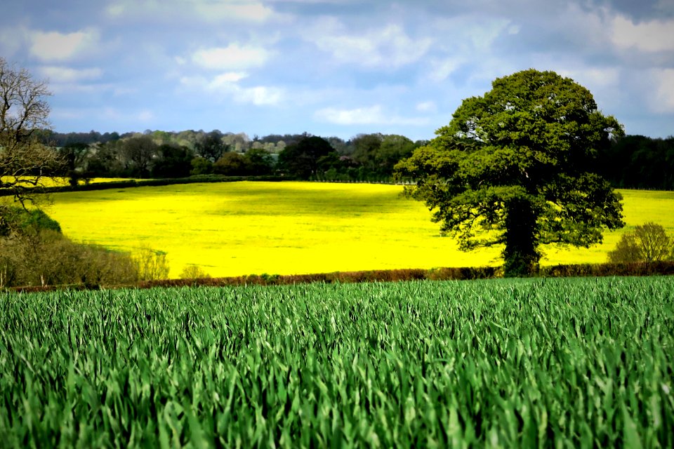 Whitchurch, Trees, Hampshire