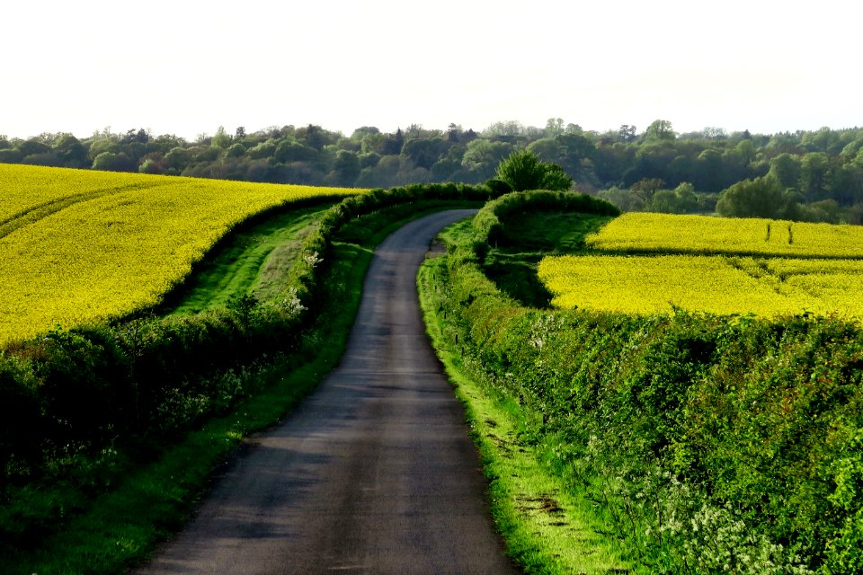 gray asphalt between green plants under clear blue sky during daytime