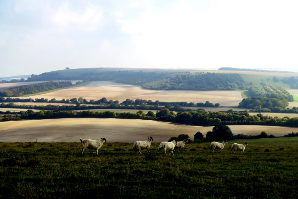 six white lambs on green grass field
