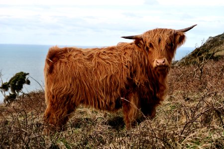 domestic yak