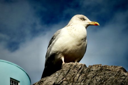 seagull on gray rock photo