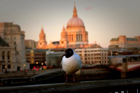 London, Southbank centre, United kingdom photo