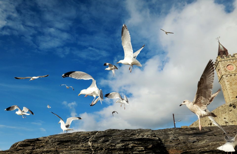 Porthleven, United kingdom, Birds