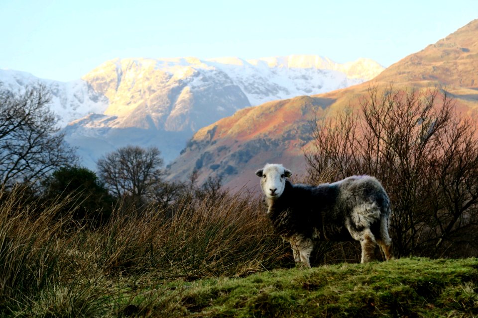 Glenridding, United kingdom, Animal
