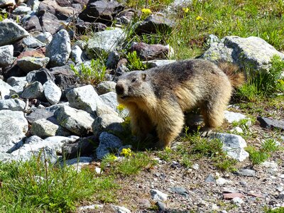 Fur wildlife annimaux