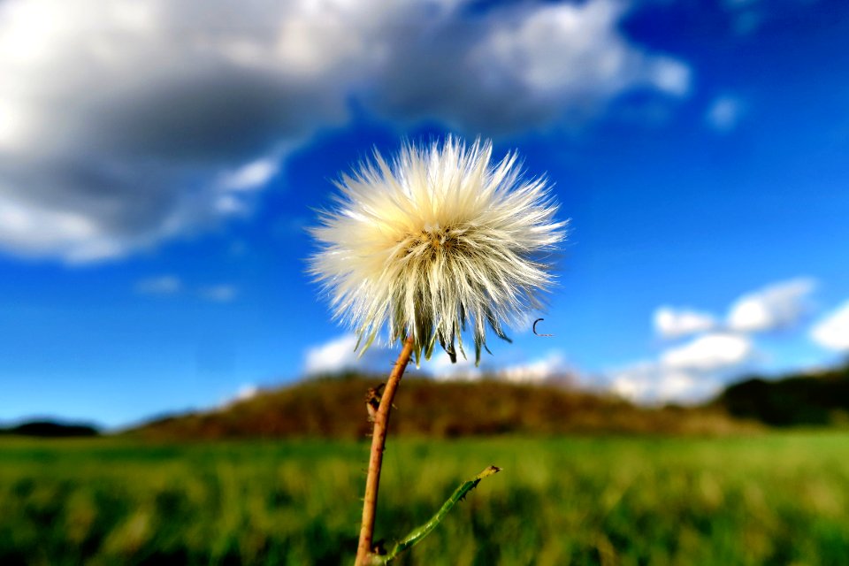 Wildlife, Growth, Spring