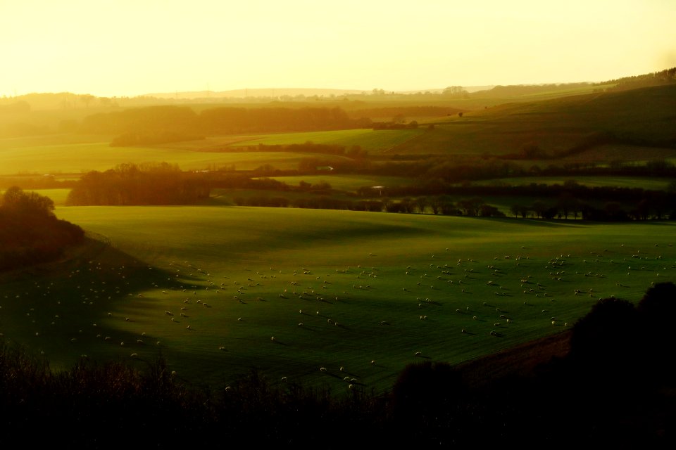 golden hour photography of grass field