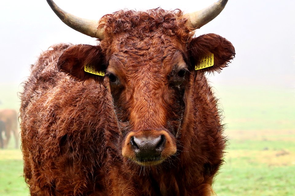 Hurstbourne tarrant, United kingdom, Cow