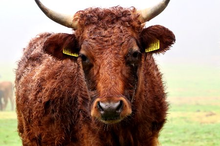 Hurstbourne tarrant, United kingdom, Cow photo