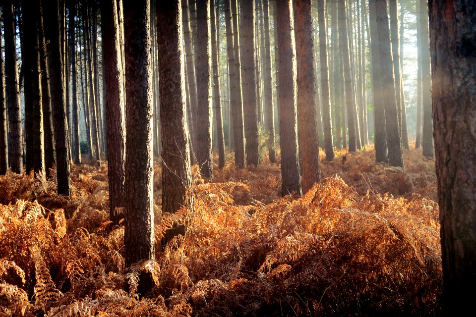 Kingsclere, United kingdom, Wood