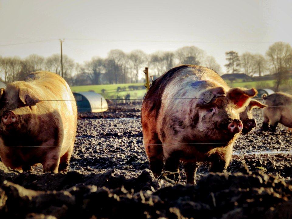 Kingsclere, United kingdom, Pigfarm