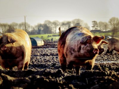 Kingsclere, United kingdom, Pigfarm photo