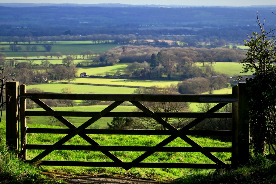 Crockham hill, United kingdom, Trees