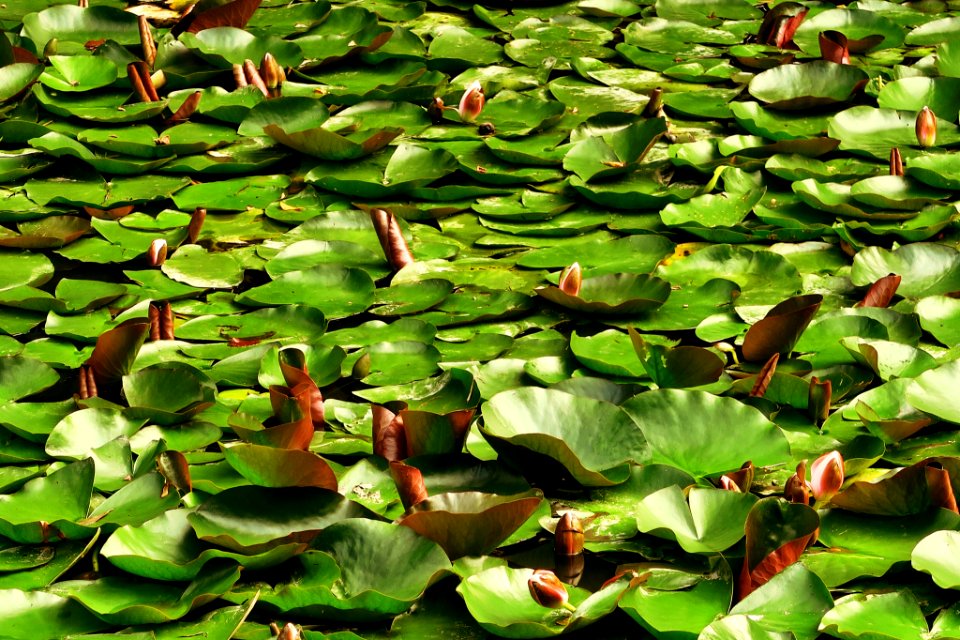 Overton, United kingdom, Nature
