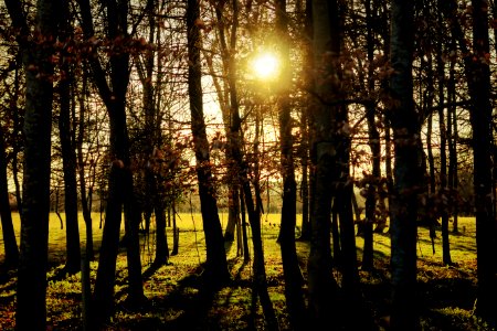 Egbury, United kingdom, Tree