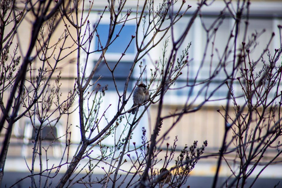 leafless tree near building