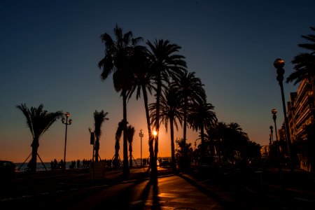 silhouette of palm trees photo