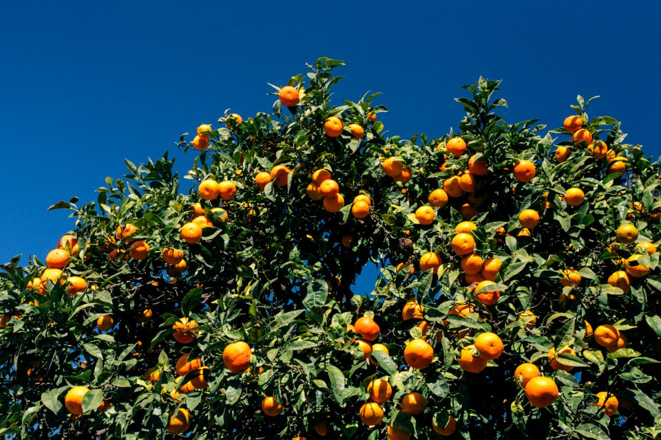 orange trees during daytime