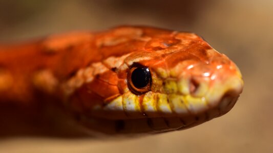 Scale close up reptile