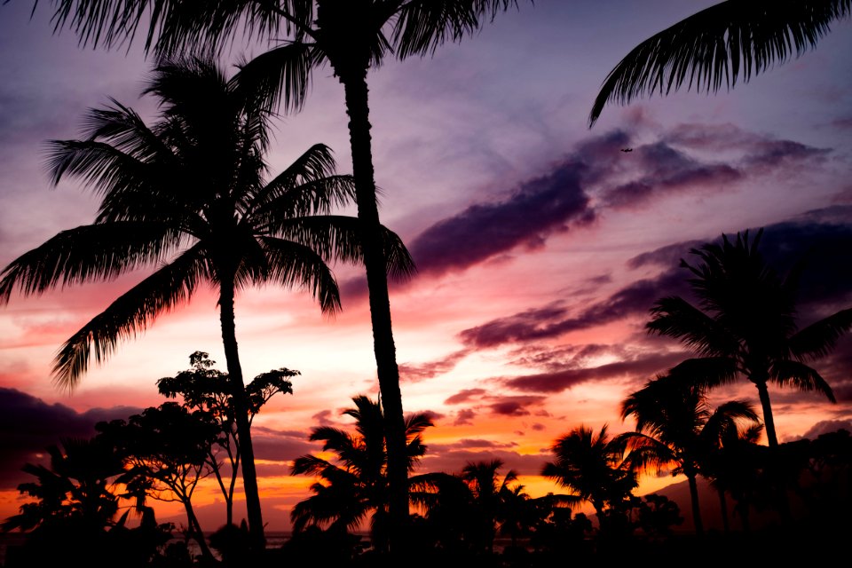 coconut trees at night photo