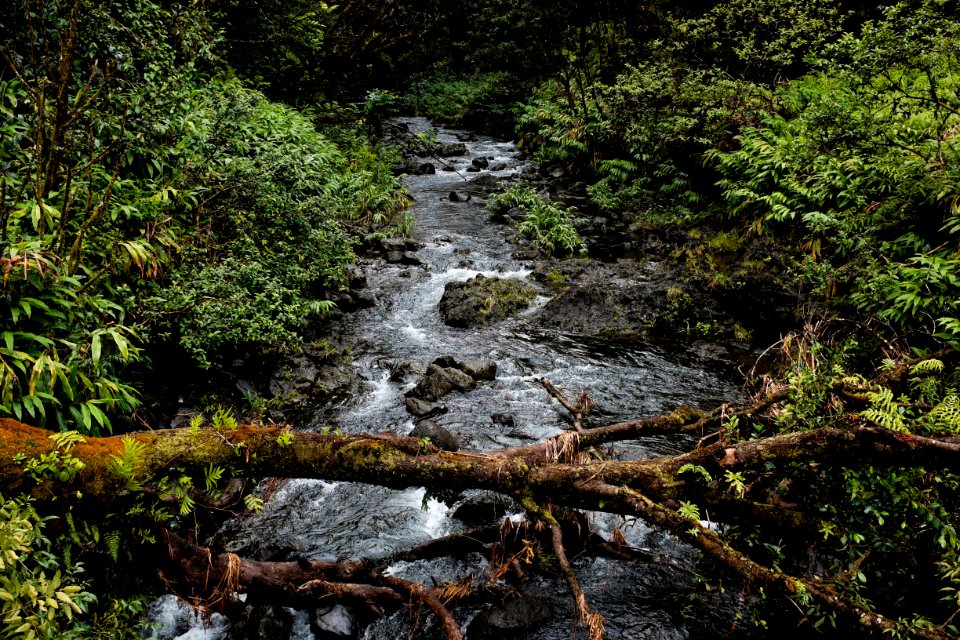 timelapse photography of river surrounded with trees