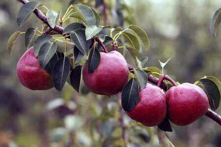Pear fruit pears