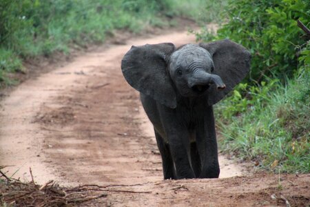 Wildlife african elephant elephants photo