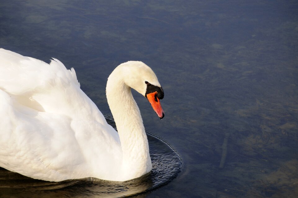 Water blue wildlife