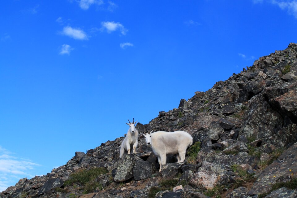 Wildlife mountain nature