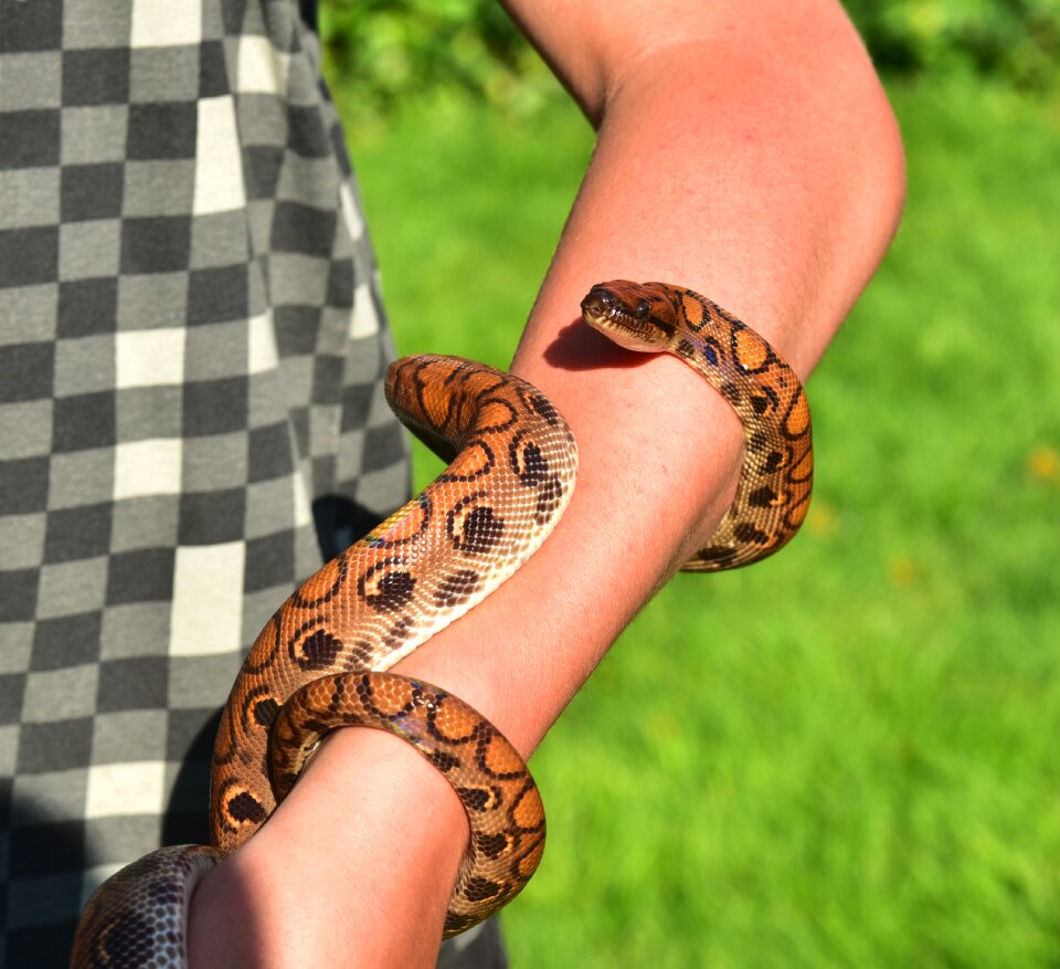 Reptile elegant colorful