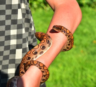 Reptile elegant colorful