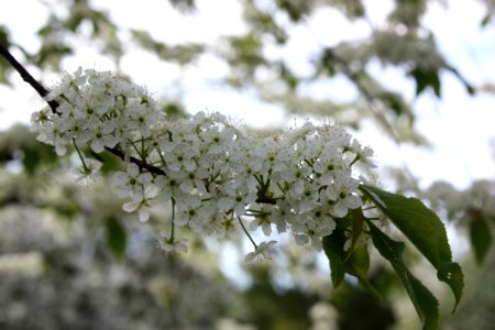 Pirkkala, Suomi, Green