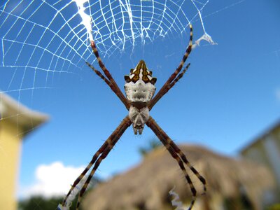 Argiope argentata spider