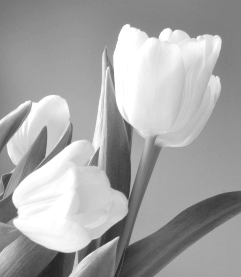 Tulip, Flower, Beutiful