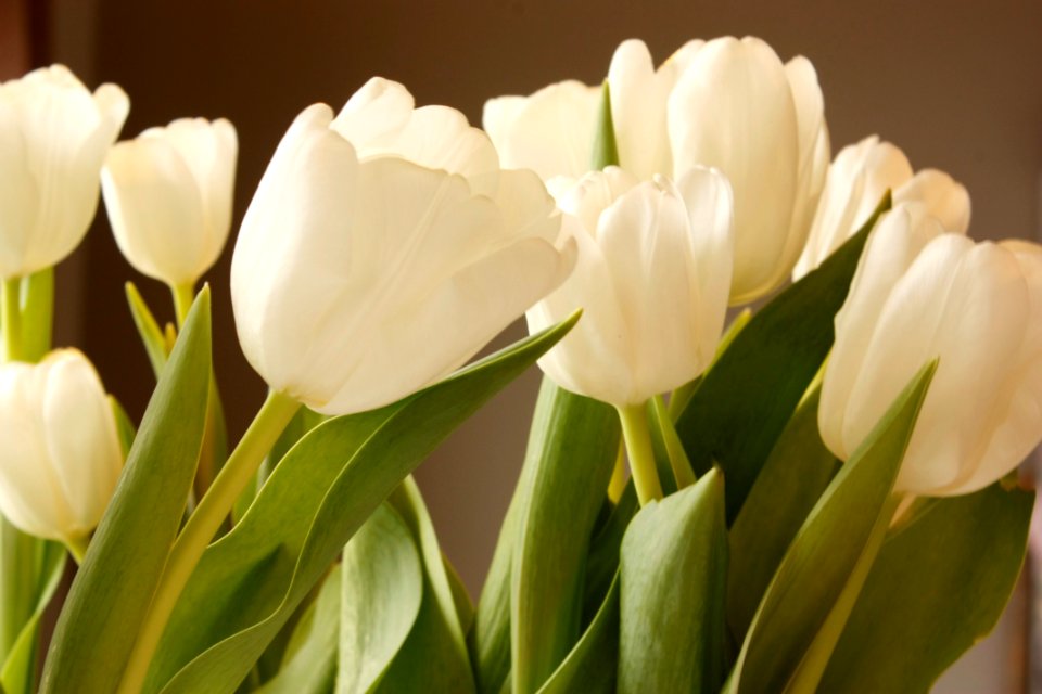 Home, Flower, Beautiful